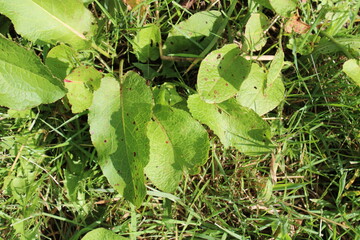 Broadleaf dock, Rumex a feuilles obtuses, Grindampfer, Romice a foglie lunghe, Língua de vaca, Lengua de vaca - Rumex obtusifolius - Polygonaceae