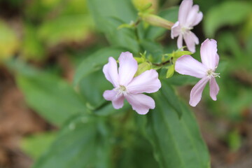 Soapwort, Saponaire officinale, Echtes Seifenkraut, Saponella, Saboeira, Jabonera  - Saponaria officinalis - Caryophyllaceae