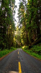 Fototapeta premium Sunlit forest road