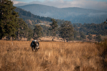 beautiful cattle in Australia eating grass, grazing on pasture. Herd of cows free range beef being regenerative raised on an agricultural farm. Sustainable farming of food crops. fat Cow in field