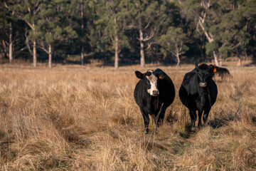 beautiful cattle in Australia eating grass, grazing on pasture. Herd of cows free range beef being regenerative raised on an agricultural farm. Sustainable farming of food crops. fat Cow in field