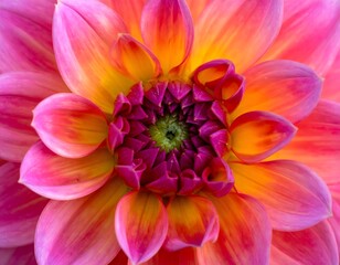Fototapeta premium Vibrant Pink and Yellow Flower with Intricate Petal Design