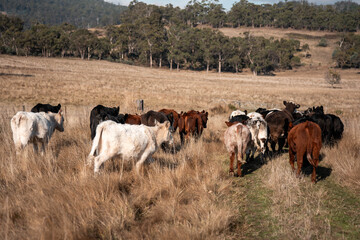Stud beef cows in a field on a farm in England. cattle in a meadow grazing on pasture in springtime. Green grass growing in a paddock on a sustainable agricultural ranch
