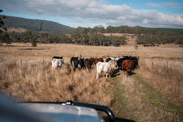 Obraz premium Stud beef cows in a field on a farm in England. cattle in a meadow grazing on pasture in springtime. Green grass growing in a paddock on a sustainable agricultural ranch