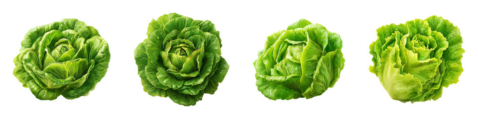 Fototapeta premium Four Fresh Green Leafy Lettuce Heads with Water Droplets isolated on transparent background.