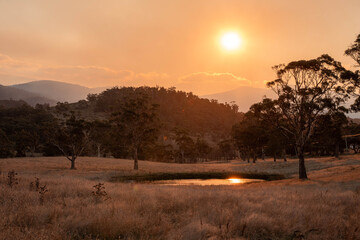 beautiful gum Trees and shrubs in the Australian bush forest. Gumtrees and native plants growing in Australia in spring