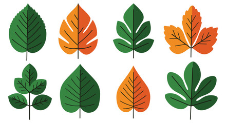 a variety of leaves showcasing different shapes colors and sizes