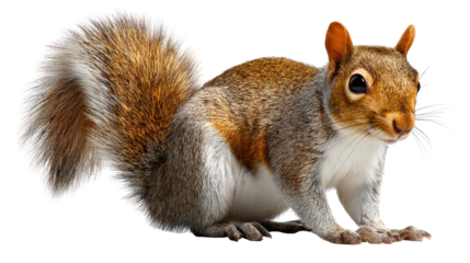 Squirrel Close-Up: A curious squirrel, captured in stunning close-up, stands ready against an artful background, its fluffy tail and inquisitive gaze on full display.