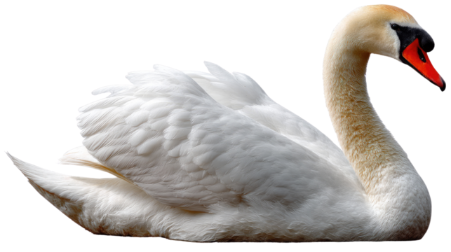 Swan's Serene Pose: a graceful swan with a majestic curve, its pristine white plumage contrasting beautifully with the water or sky, an embodiment of elegance and poise.