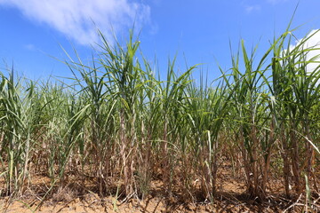 沖縄のさとうきび畑
