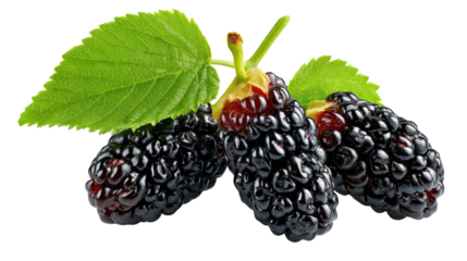 Ripe Mulberries: A close-up shot of luscious ripe mulberries, plump and juicy, accompanied by vibrant green leaves, against a simple backdrop. It's a perfect representation of fresh, natural goodness.