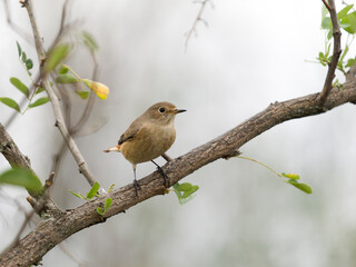 Common redstart, Phoenicurus phoenicurus