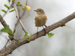 Common redstart, Phoenicurus phoenicurus