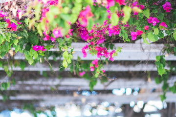 サントリーニの美しい街並み