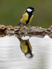 Great tit, Parus major