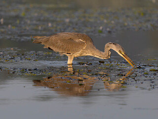 Grey heron, Ardea cinerea