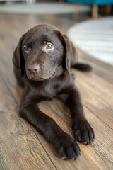 Adorable chocolate Labrador puppy lying on a wooden floor. Cute brown lab retriever dog relaxing at home, portrait of a new purebred pet.
