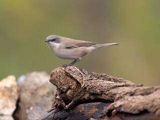 Lesser whitethroat, Curruca curruca