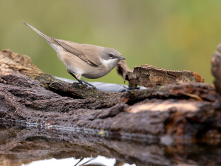 Lesser whitethroat, Curruca curruca