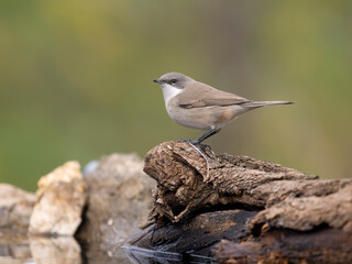 Lesser whitethroat, Curruca curruca