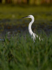 Little egret, Egretta garzetta,