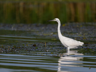 Little egret, Egretta garzetta,