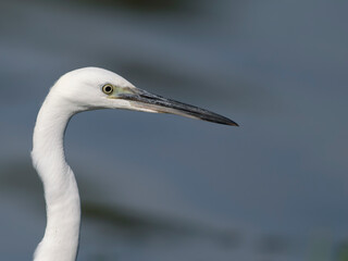 Little egret, Egretta garzetta,