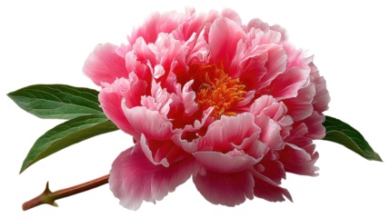 Petal Perfection: a close-up shot of a vibrant, blooming peony, revealing delicate layers of pink petals and a touch of golden center, it evokes feelings of love, beauty, and the promise of spring.
