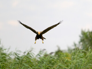 Marsh harrier, Circus aeruginosus
