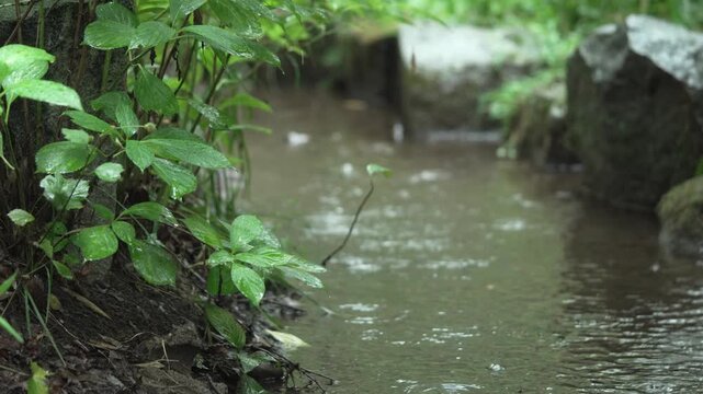 緑の多い公園の水辺に雨が降る風景