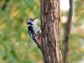 Middle-spotted woodpecker, Dendrocoptes medius
