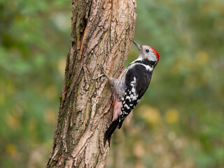Middle-spotted woodpecker, Dendrocoptes medius