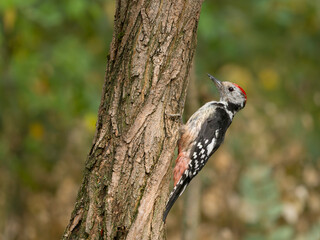 Middle-spotted woodpecker, Dendrocoptes medius