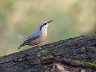 Nuthatch, Sitta europaea