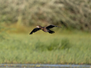 Pygmy cormorant, Microcarbo pygmaeus