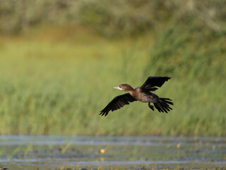 Pygmy cormorant, Microcarbo pygmaeus