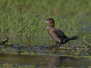 Pygmy cormorant, Microcarbo pygmaeus