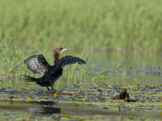 Pygmy cormorant, Microcarbo pygmaeus