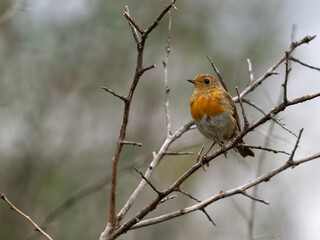 Robin, Erithacus rubecula
