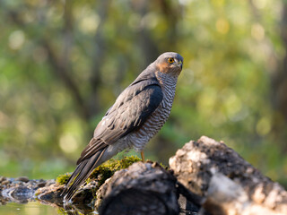 Sparrowhawk, Accipiter nisus