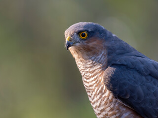 Sparrowhawk, Accipiter nisus