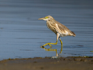 Squacco heron, Ardeola ralloides