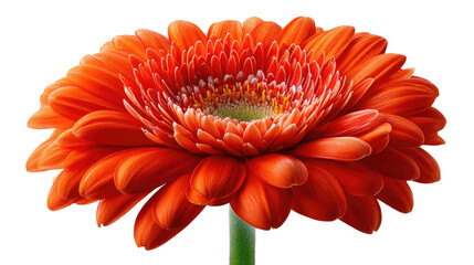 Gerbera Daisy in Full Bloom: A close-up shot of a vibrant, orange Gerbera daisy in full bloom, showcasing the intricate details of its petals.
