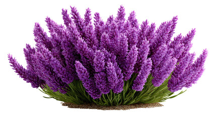 Lavender Blossom: A vibrant cluster of lavender flowers, a visual ode to nature's fragrant artistry, stands gracefully in its full bloom. 