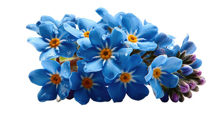 Forget-Me-Not Bloom: A close-up view of a collection of delicate, sky-blue forget-me-not blossoms showcases their vibrant beauty, with each tiny petal and golden center clearly defined.