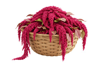 鮮やかな赤色の花が編まれたバスケットに咲き誇り 葉と緑色の背景に配置