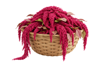 鮮やかな赤色の花が編まれたバスケットに咲き誇り 葉と緑色の背景に配置