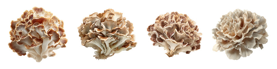 Four Detailed Views of a Chef's Special Mushroom Arrangement isolated on transparent background.