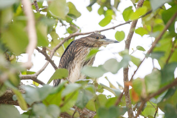 Black-Crowned Night Herons Resting in Lush Tree Canopy