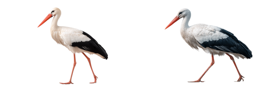  Set of a stork isolated on transparent background.